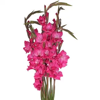 Gladiolus - Hot Pink