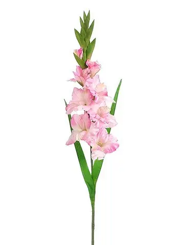 Gladiolus - Pink