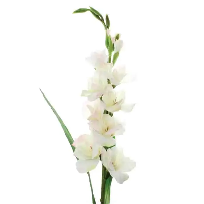 Gladiolus - White 