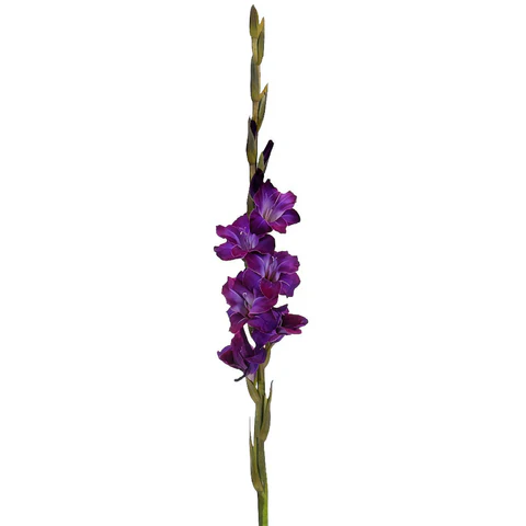Gladiolus - Purple