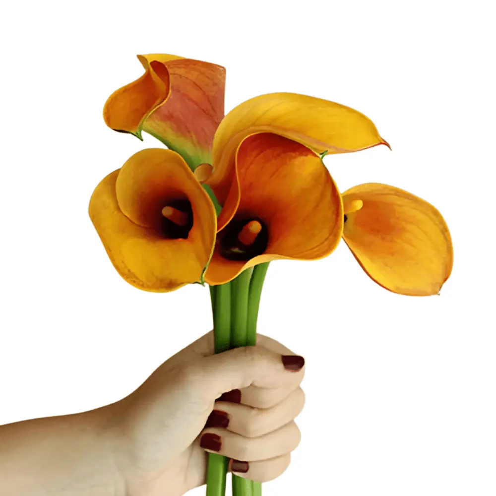 Mini Calla Lilies Light Bronze