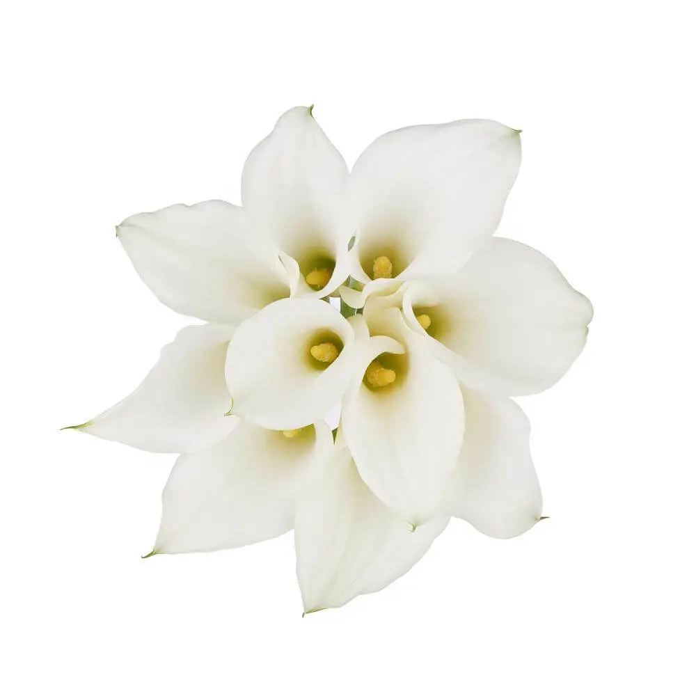 Mini Calla Lilies White 