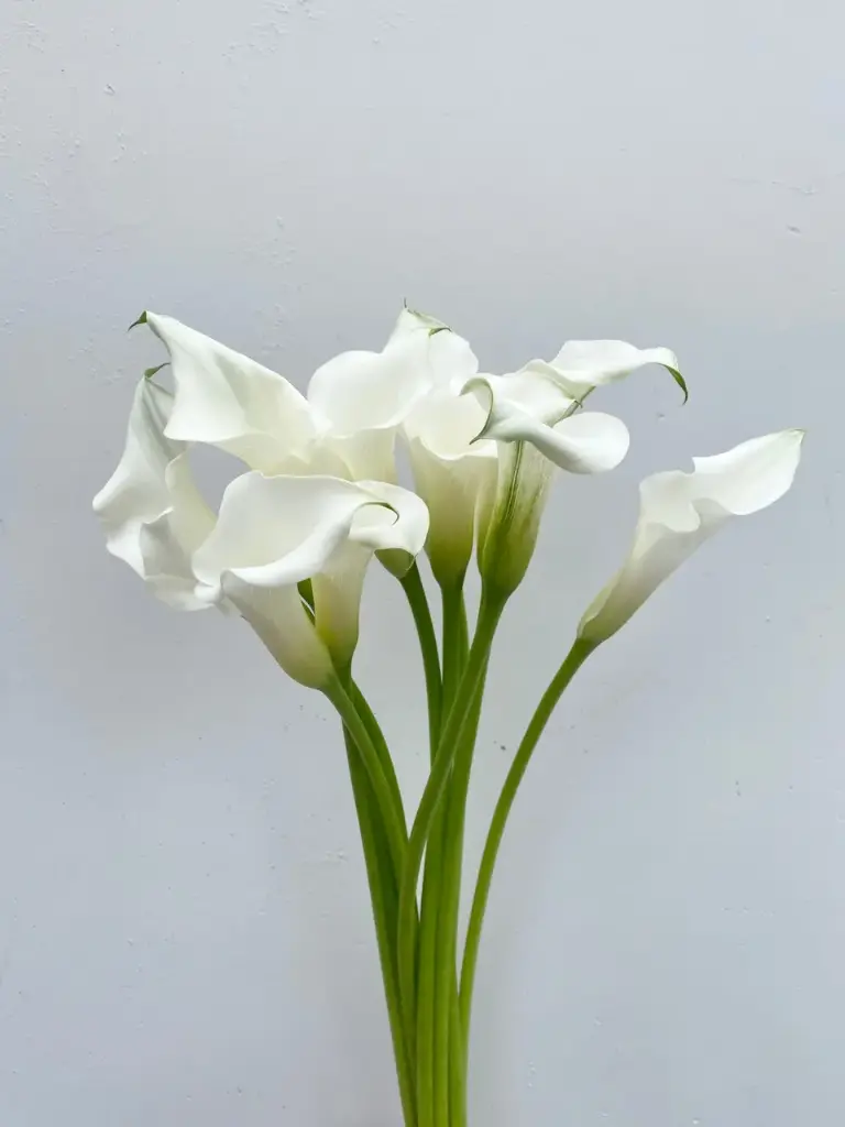 Mini White Calla Lilies 