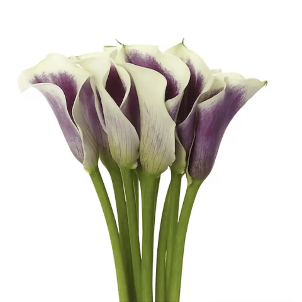 Mini Calla Lilies Bi-Color Purple/White 