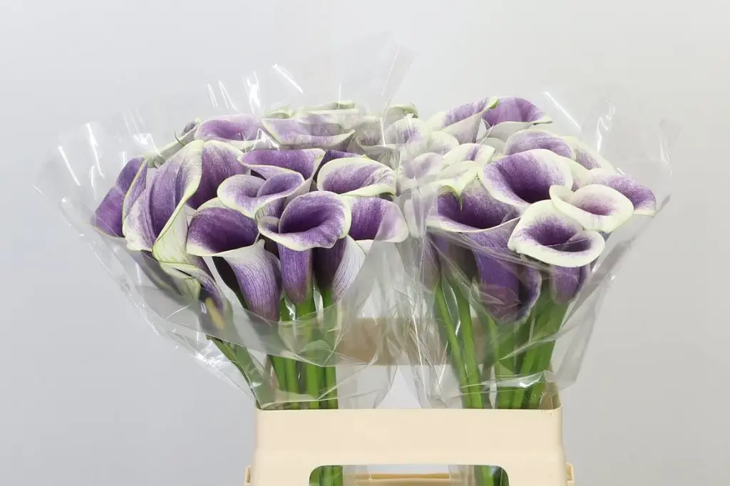 Mini Purple/White Calla Lilies