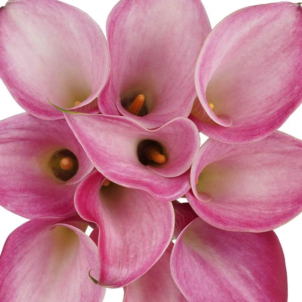Mini Calla Lilies Pink