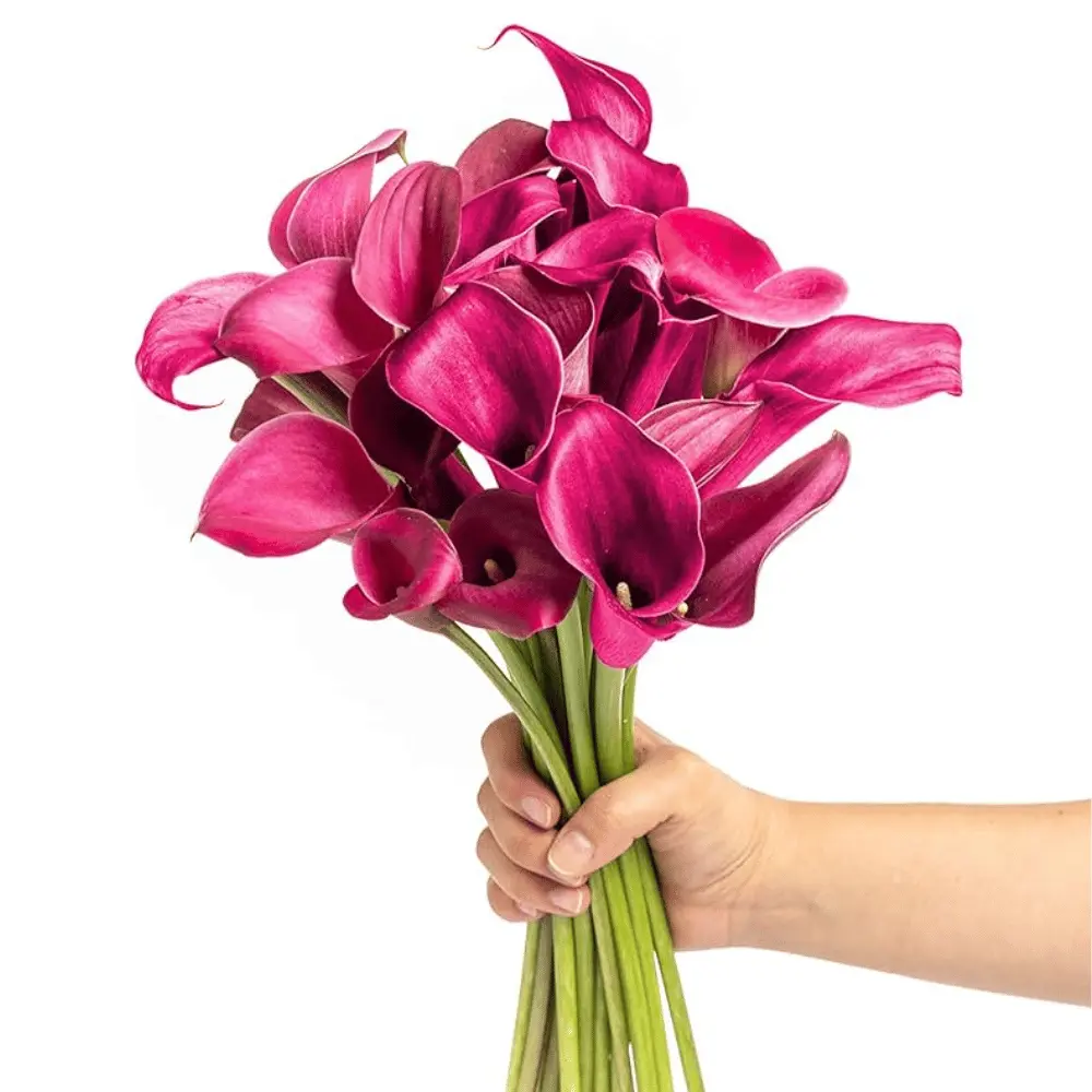 Mini Calla Lilies Pink 