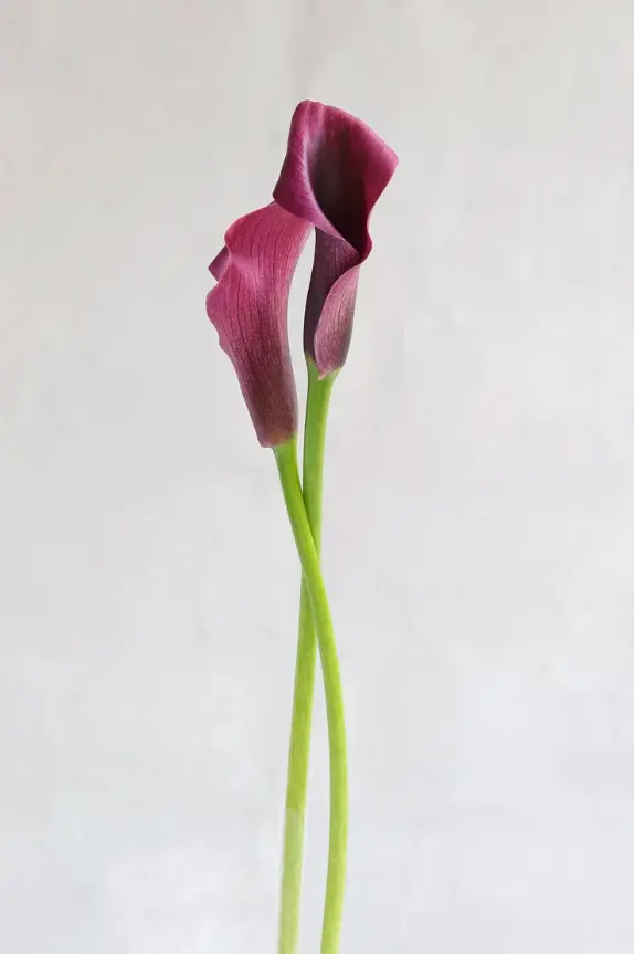 Mini Purple Calla Lilies