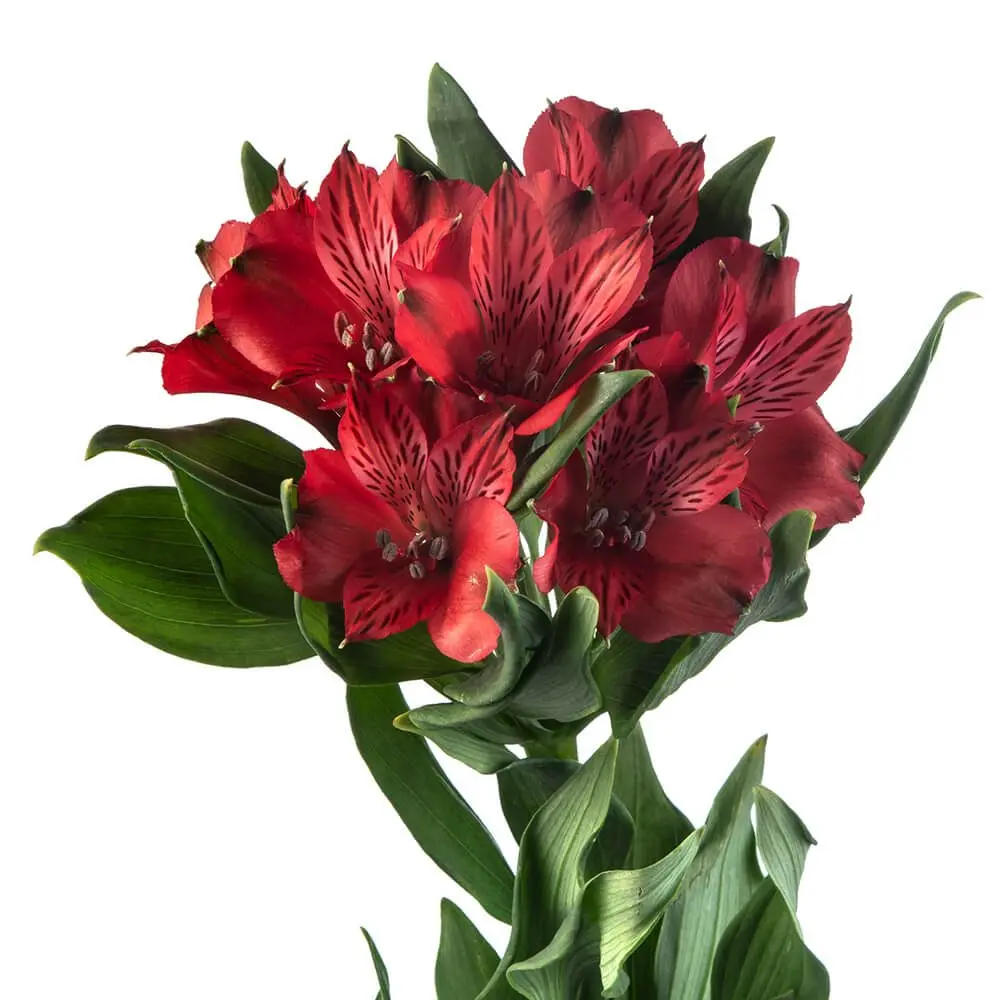 Alstroemerias Dark Red