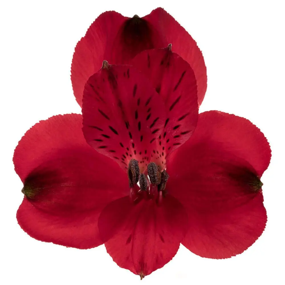 Alstroemerias Red Queen