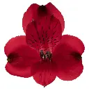 Alstroemerias Red Queen