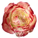 50cm Garden Rose Apple Jack 