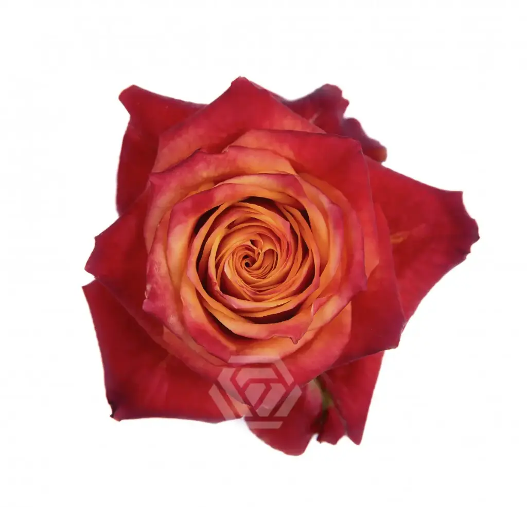 50cm Roses Red/Orange Atomic 