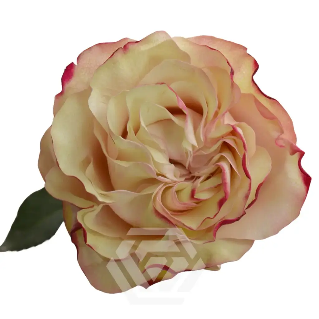 50cm Garden Rose Country Candy 