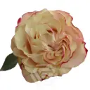 50cm Garden Rose Country Candy 