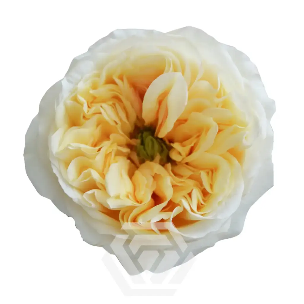 50cm Garden Rose Cream X-pression