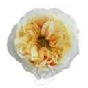 50cm Garden Rose Cream X-pression