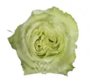 50cm Garden Rose Green Limonada 