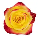 40cm Roses Bi-Color Yellow/Red High & Yellow 