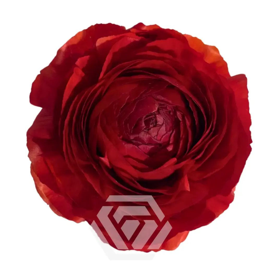 40cm Ranunculus Red Rosso 