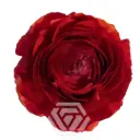 40cm Ranunculus Red Rosso 