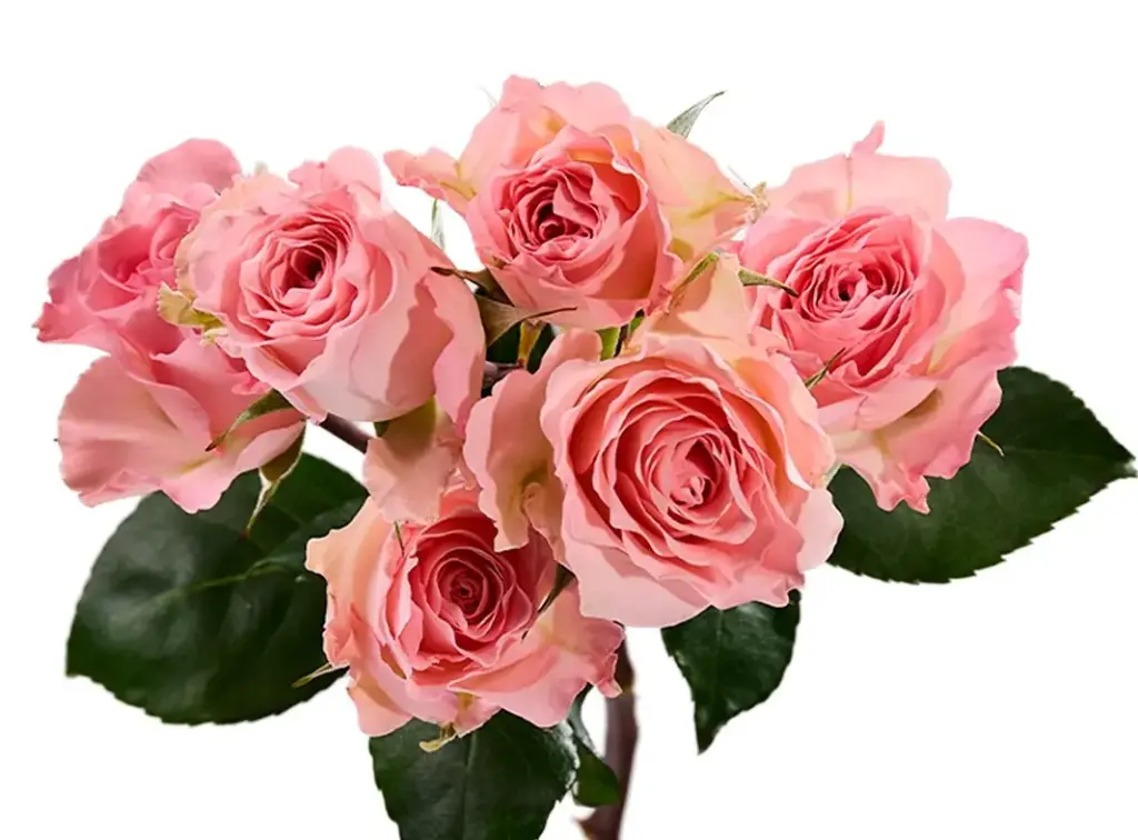 Spray Garden Roses Light Pink Constellation 
