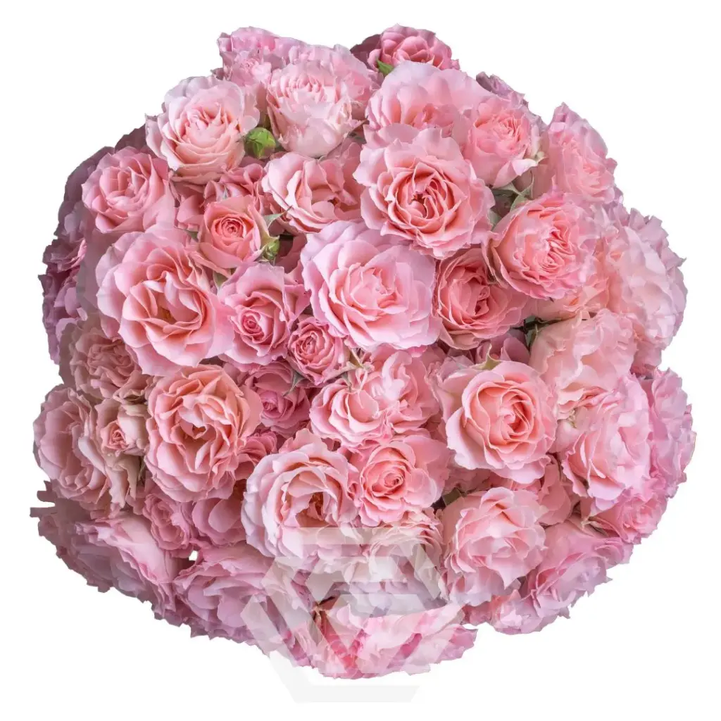 Spray Roses Pink Constellation 