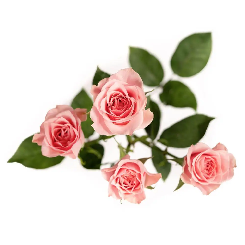 Spray Roses Light Pink Elba 