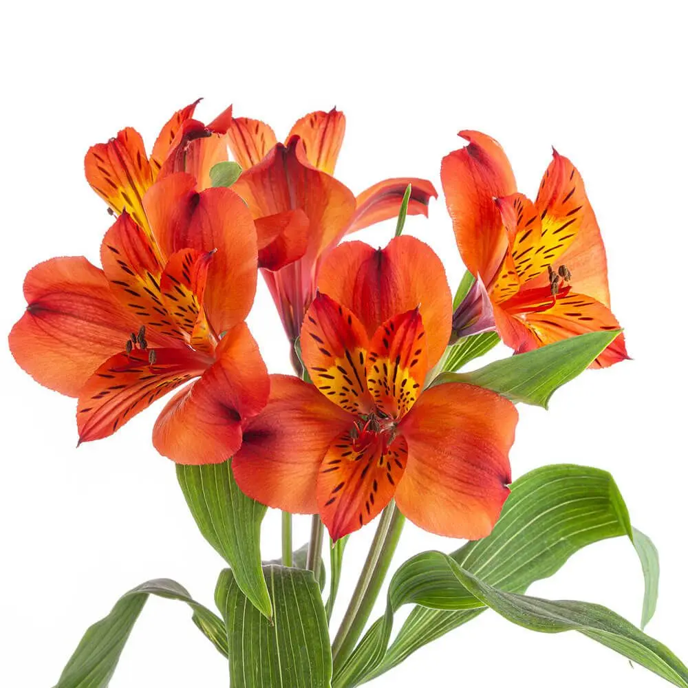 Alstroemerias Deep Orange