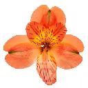 Alstroemerias Orange