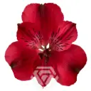 Alstromeria Red Galera 