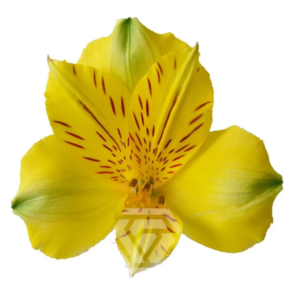 80cm Alstroemerias Yellow Copacabana 