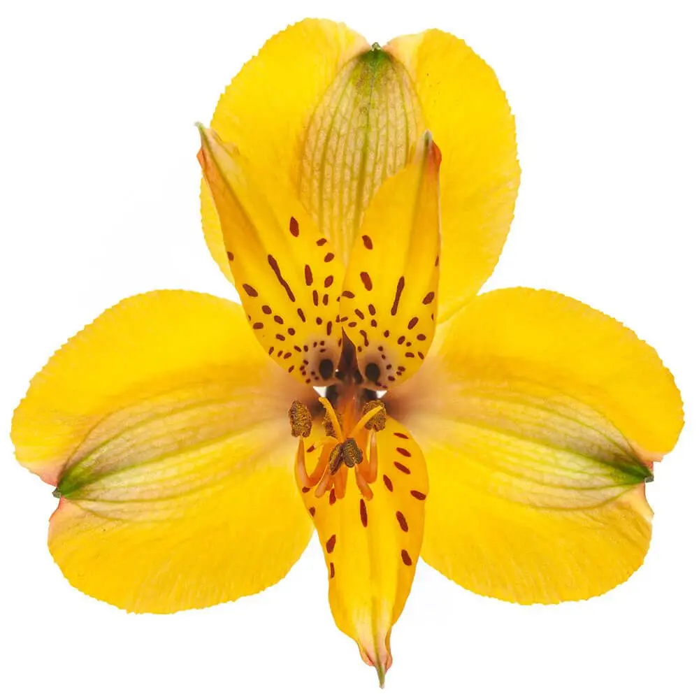 Alstroemerias Yellow Senna