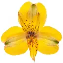 Alstroemerias Yellow Senna