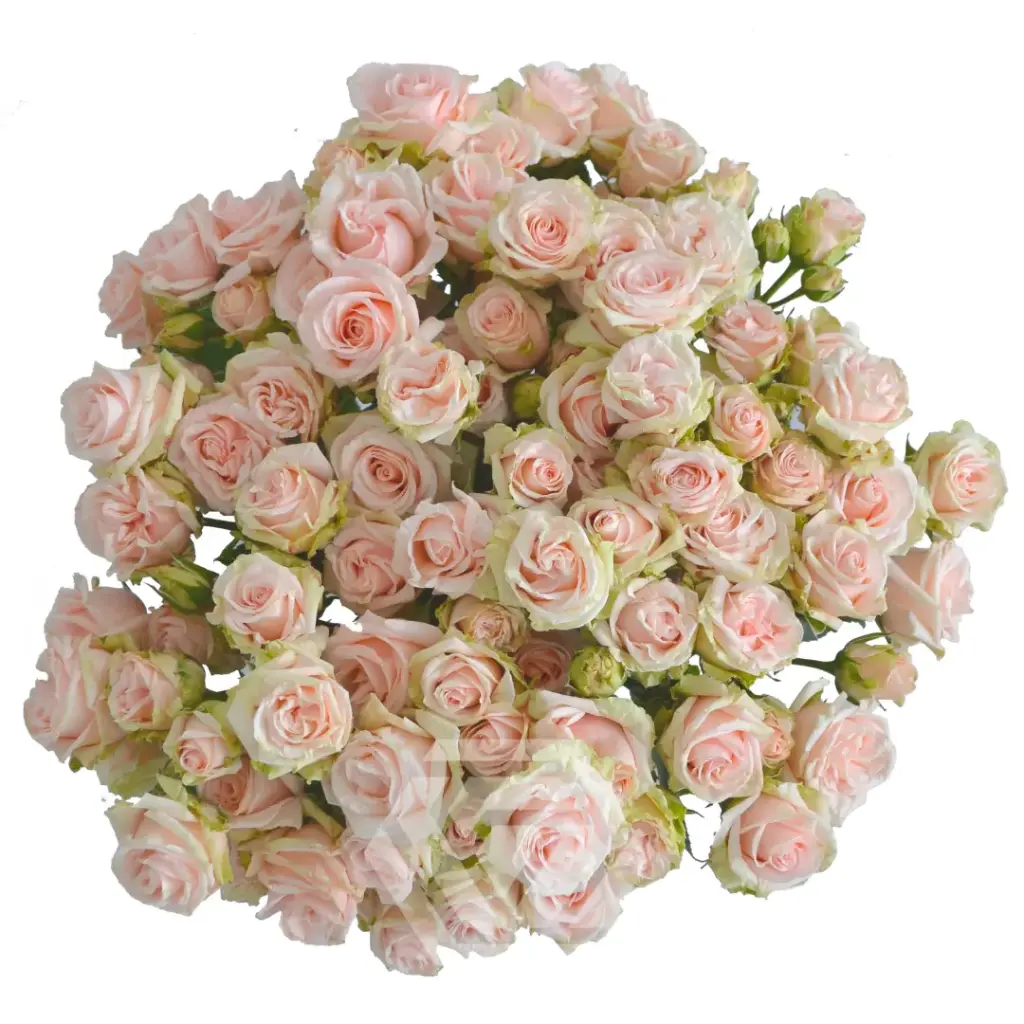 Spray Roses Peach Wedding Sensation 
