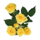 Spray Roses Yellow Golden Blossoms 