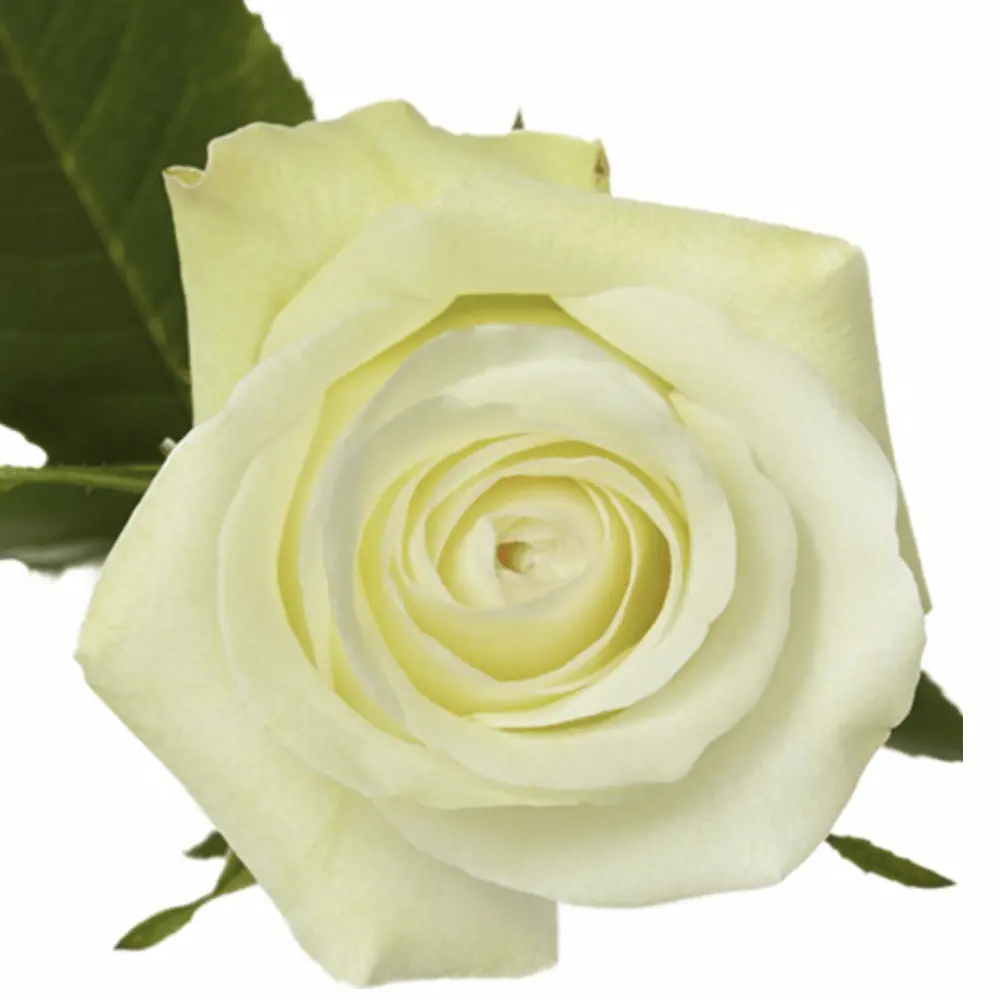  40cm Roses White Alba 