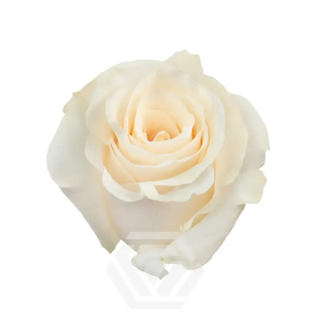 50cm Roses White Snowbliss