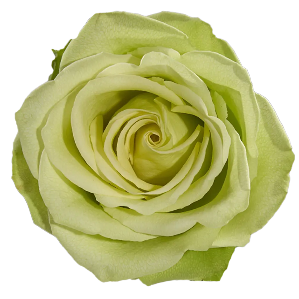 40cm Roses Mint Green Romance 