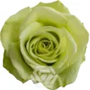 40cm Roses Green Romance 