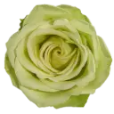 40cm Roses Mint Green Romance 