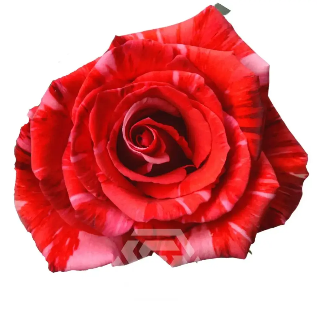 40cm Roses Pink Wildcat