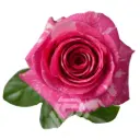 50cm Roses Pink/White Pandora 