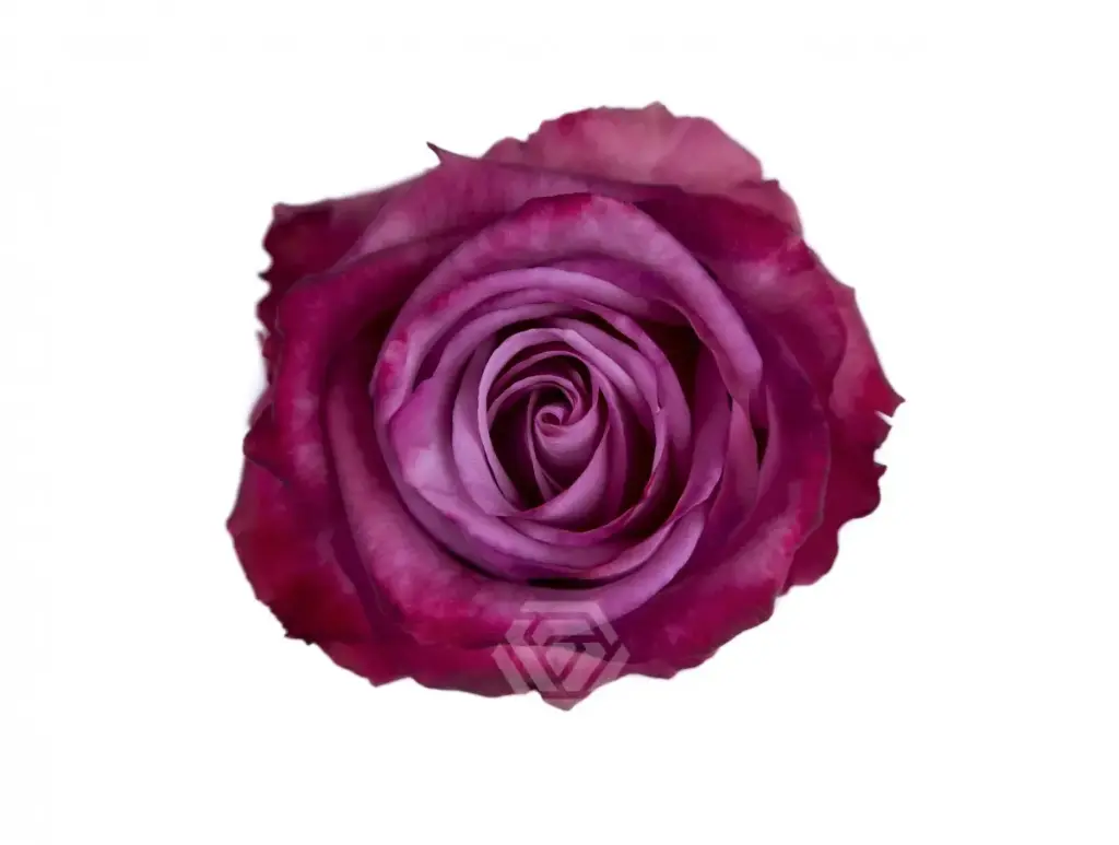 60cm Roses Lavender Moody Blues 