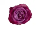 50cm Roses Lavender Moody Blues 
