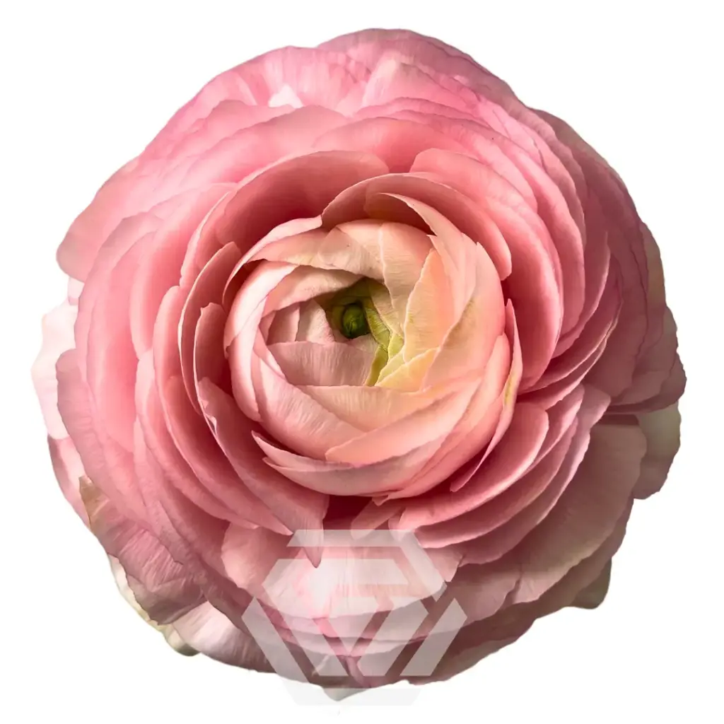 Ranunculus Light Pink 