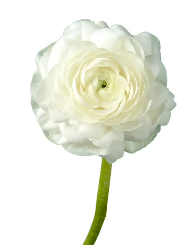 Ranunculus White Elegance