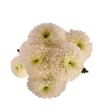 Buttons White Laurissa 