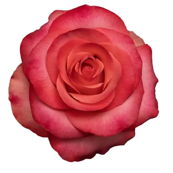 60cm Roses Hot Pink Lady Amira 