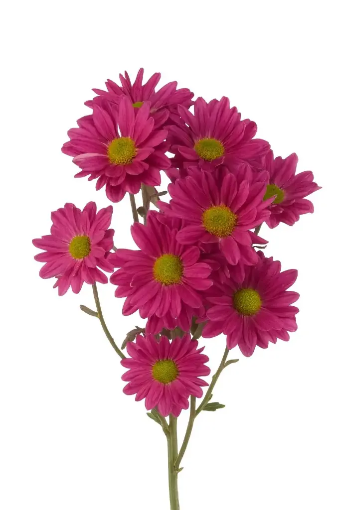 Daisies Purple Show 